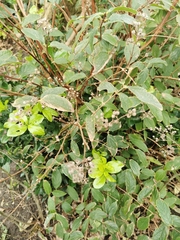 Callicarpa formosana