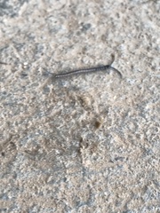 Scolopendromorpha