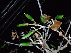 Pseudobombax grandiflorum