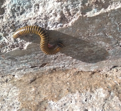 Rhinocricidae