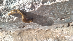 Rhinocricidae