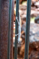 Strophurus wellingtonae