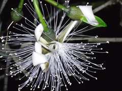 Pseudobombax grandiflorum