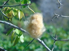 Pseudobombax grandiflorum