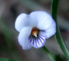 Viola arborescens