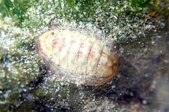 Ischnochiton contractus