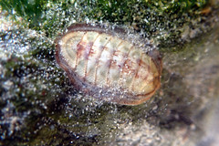 Ischnochiton contractus