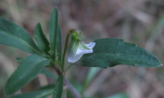 Viola arborescens
