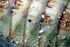 Ischnochiton contractus