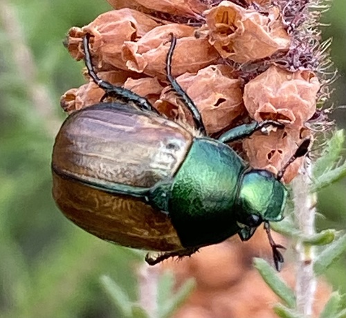 Dune Chafer, Kampina, Boxtel, North Brabant, NL, photo 10 of 10