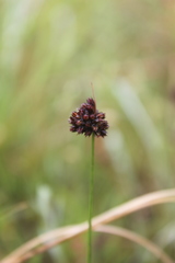 Juncus dregeanus