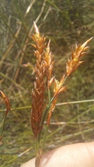 Restio albotuberculatus