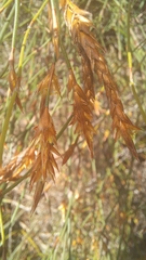 Restio albotuberculatus