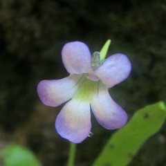 Pinguicula vallisneriifolia