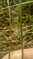 Restio albotuberculatus