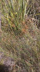 Restio albotuberculatus