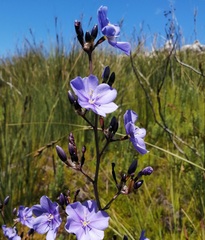 Aristea rigidifolia