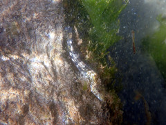 Lepidoblennius marmoratus
