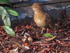 Turdus merula