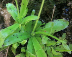 Pinguicula vallisneriifolia