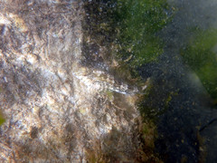 Lepidoblennius marmoratus