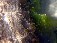 Lepidoblennius marmoratus