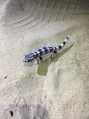 Teratoscincus keyserlingii