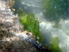 Lepidoblennius marmoratus