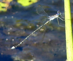 Lestes tridens