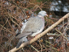 Columba palumbus