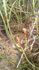 Elegia squamosa