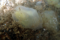 Phlebobranchia