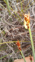 Elegia squamosa