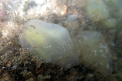 Phlebobranchia