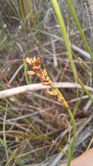Elegia squamosa
