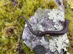 Plethodon sherando