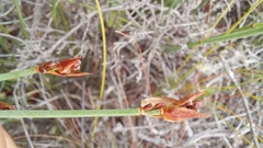 Elegia squamosa