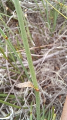 Elegia squamosa