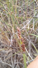 Elegia squamosa
