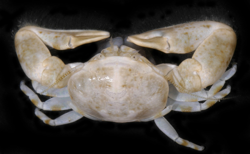 Eastern Tube Crab (MatBio: CRABS, SHRIMPS, JELLYFISH, SEA STARS ...