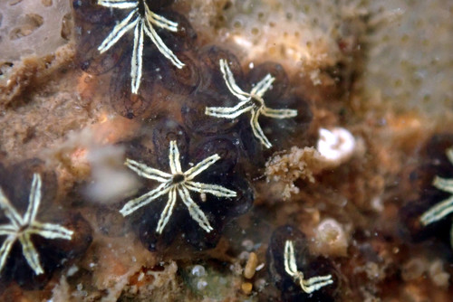 Star Tunicate, photo 6 of 7