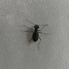 Cicindelina