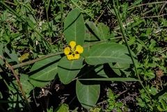 Stigmaphyllon paralias