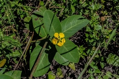 Stigmaphyllon paralias