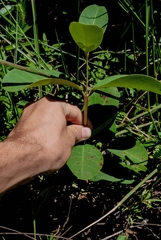 Stigmaphyllon paralias