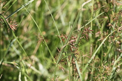 Cyperus longus