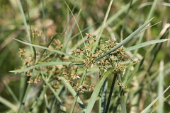 Cyperus sexangularis