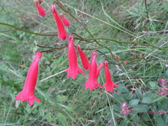 Penstemon miniatus