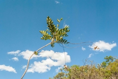 Jacaranda irwinii