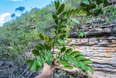 Jacaranda irwinii